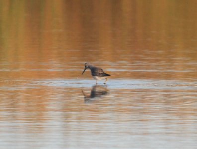IMG 3834 c Stilt Sandpiper TNC Kankakee Sands IL 10-11-2015