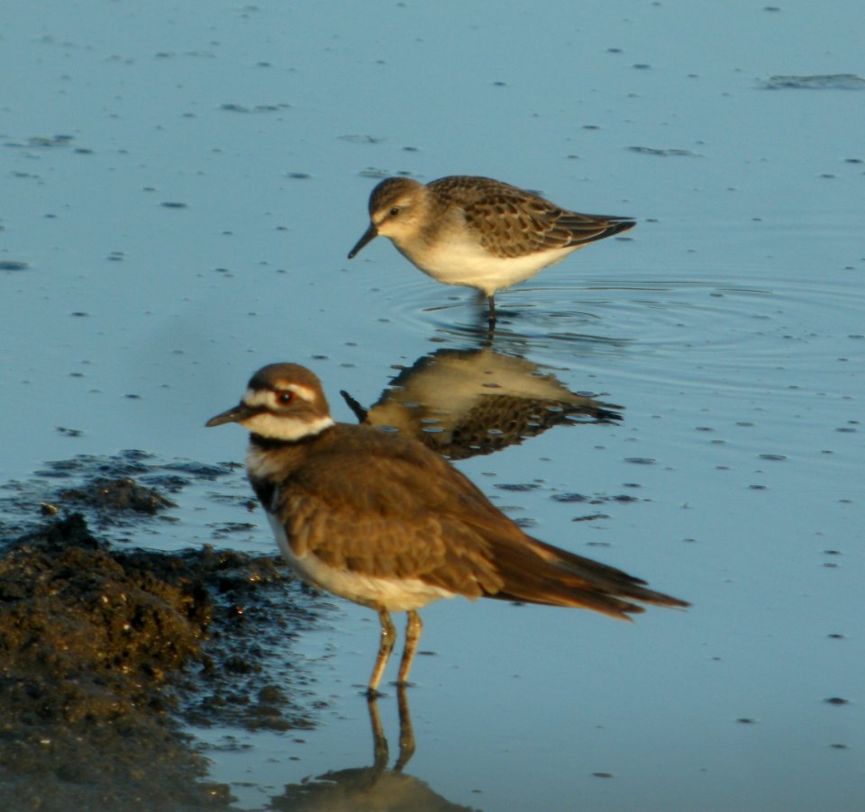 DSCN8011 c Killdeer Semipalmated Sandpiper Metro Sewer Kankakee IL 8-20-2015