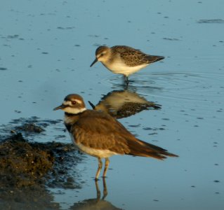 DSCN8011 c Killdeer Semipalmated Sandpiper Metro Sewer Kankakee IL 8-20-2015