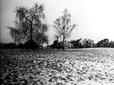Flexaret 3a - Winter Meadow photo