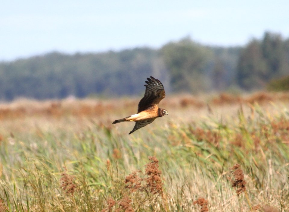 IMG 3331 c N Harrier TNC Kankakee Sands IN 9-30-2015