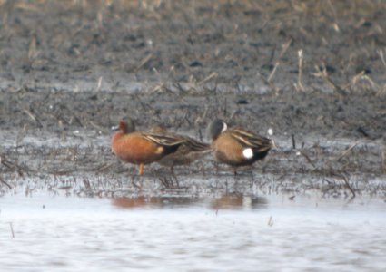 DSCN6131 c Blue-winged x Cinnamon Teal TNC Kankakee Sands IN 4-6-2015