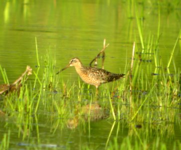 DSCN7856 c Short-billed Dowitcher Samuel Myers Park Racine WI 8-11-2015