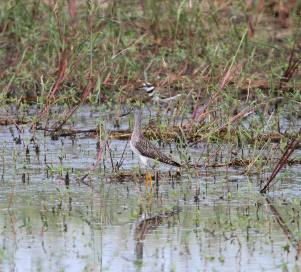 IMG 1752 c Greater Yellowlegs Whispering Willows Kankakee Co IL 9-4-2015