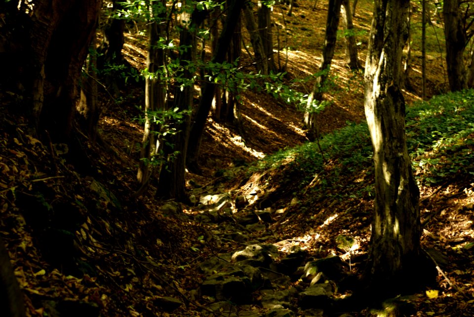 Sony Alpha A230 with Helios-44-2 - From Moravian Karst Forests 05