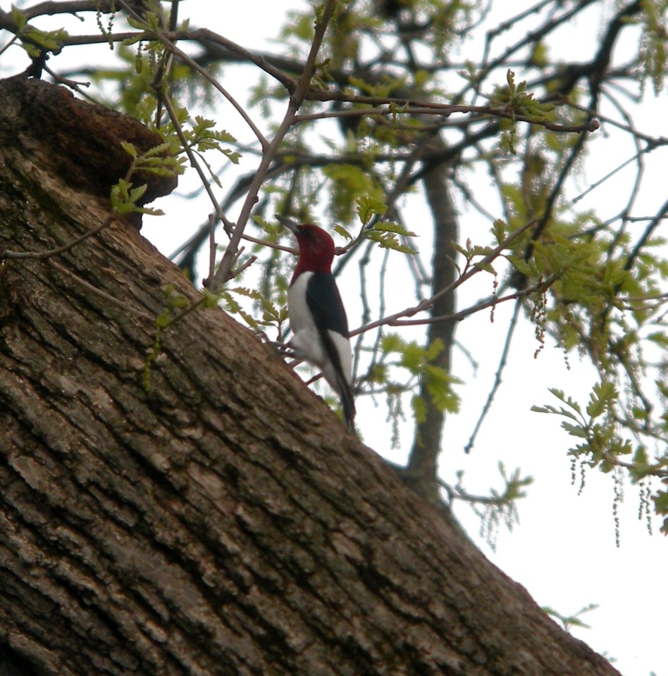 DSCN6566 c Red-headed Woodpecker Hse Kankakee IL 5-4-2015