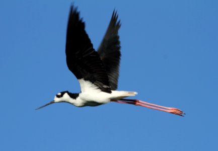 IMG 0837 (2) c Black-necked Stilt Whispering Willows Kankakee Co IL 8-1-2015
