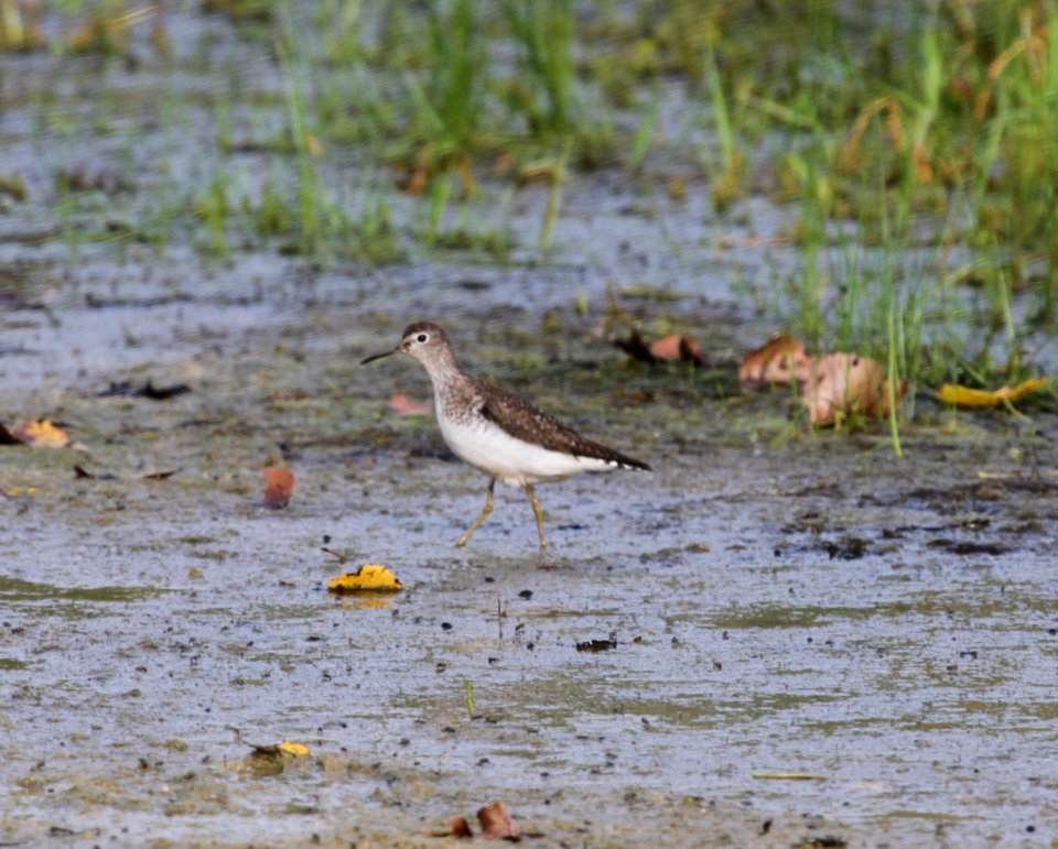 IMG 1033 c Solitary Sandpiper Whispering Willows Kankakee Co IL 8-8-2015
