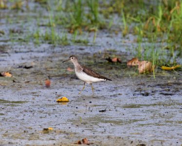 IMG 1033 c Solitary Sandpiper Whispering Willows Kankakee Co IL 8-8-2015