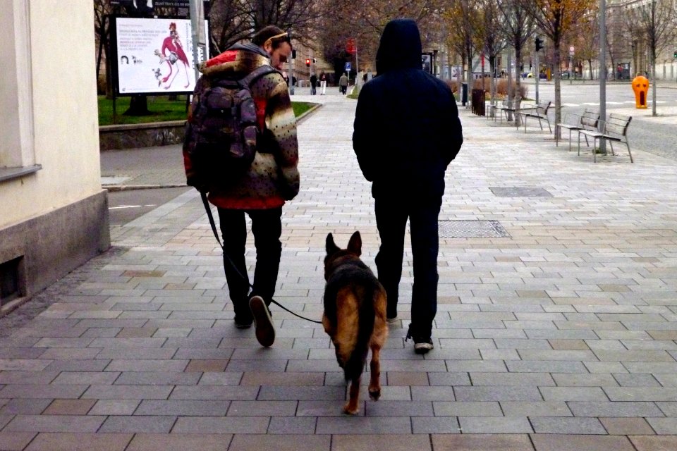 Two Men and a Dog