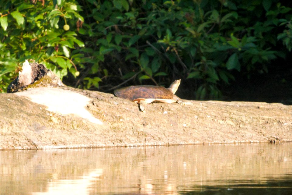 IMG 8364c Softshell Turtle Heiland FP Kankakee Co IL 7-15-2017