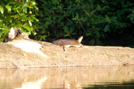 IMG 8364c Softshell Turtle Heiland FP Kankakee Co IL 7-15-2017
