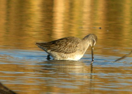 DSCN8509 c Long-billed Dowitcher TNC Kankakee Sands IN 10-14-2015