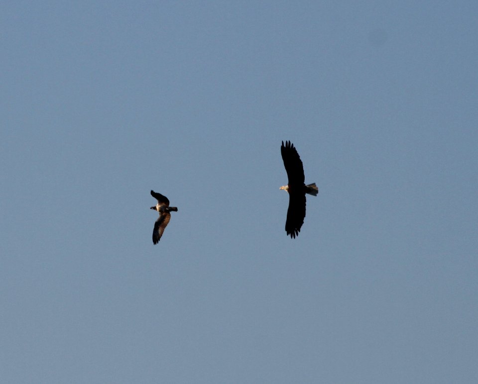 IMG 2215 c Osprey Bald Eagle Kankakee IL 9-14-2015