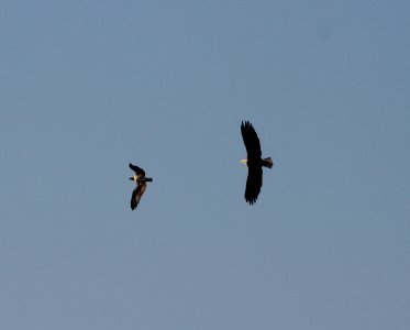 IMG 2215 c Osprey Bald Eagle Kankakee IL 9-14-2015