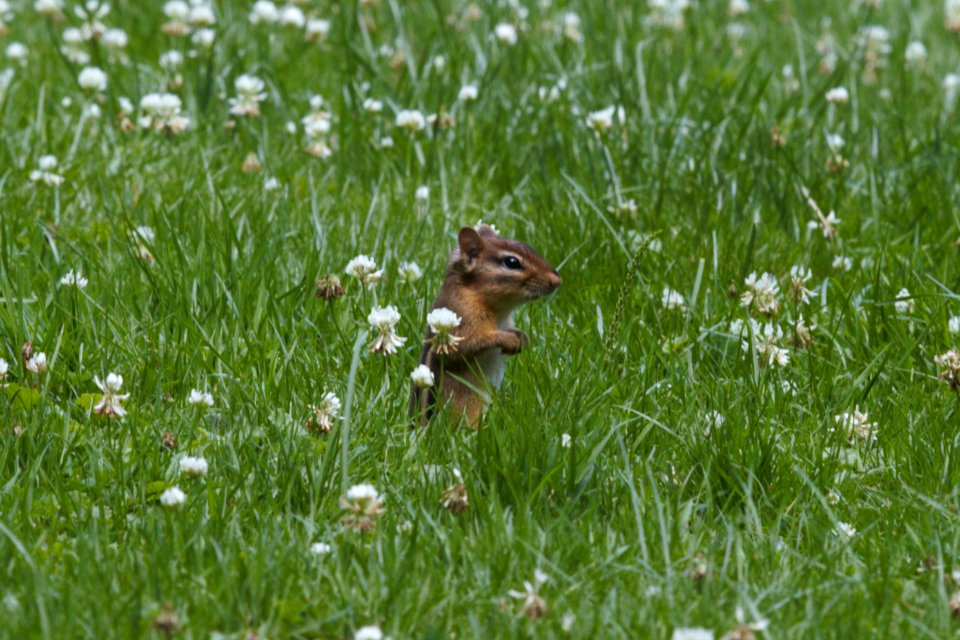 IMG 0720c Eastern Chipmunk Hse Kankakee IL 7-1 2018