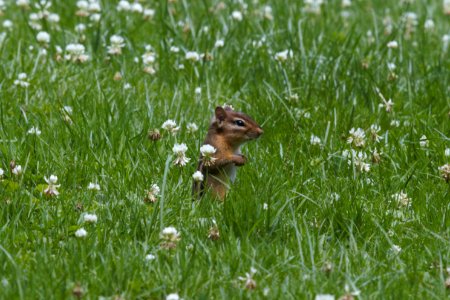 IMG 0720c Eastern Chipmunk Hse Kankakee IL 7-1 2018