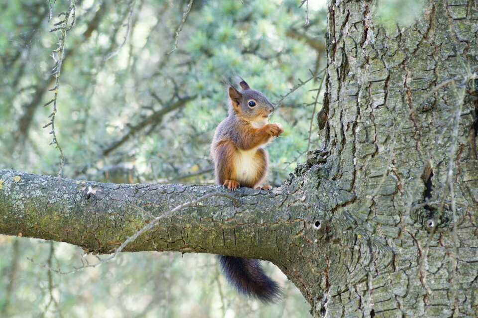Nature wildlife mammal