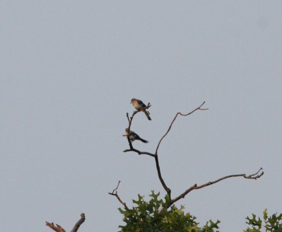IMG 0233 c Northern Mockingbird Pembroke Twp Kankakee Co IL 7-4-2015