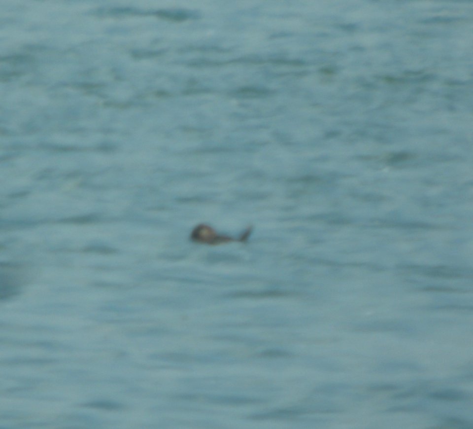 DSCN7043 c Ruddy Duck Braidwood IL 6-2-2015