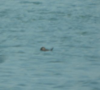 DSCN7043 c Ruddy Duck Braidwood IL 6-2-2015