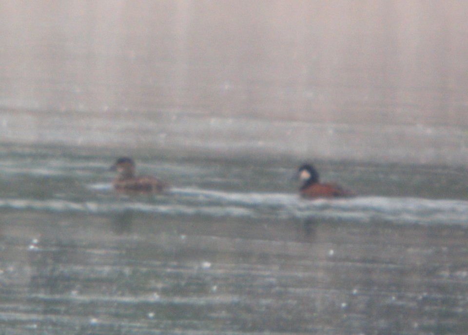 DSCN7325 c Ruddy Duck Willow Slough FWA IN 6-24-2015