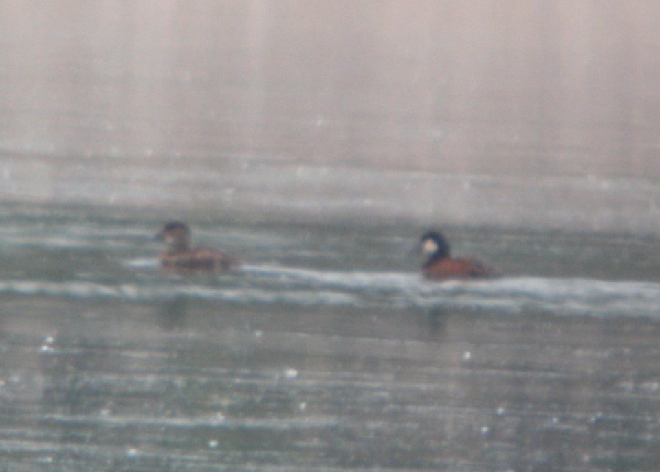 DSCN7325 c Ruddy Duck Willow Slough FWA IN 6-24-2015 photo