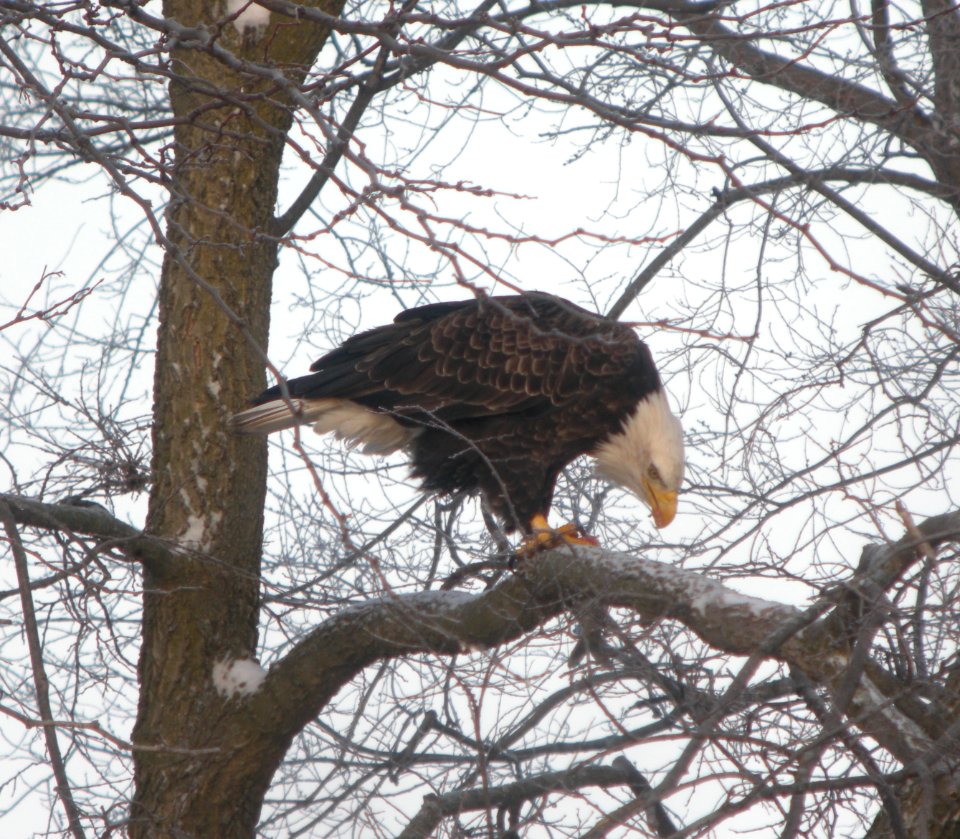 DSCN1664 c Bald Eagle with Shad(?) Kankakee Co IL 1-19-2014