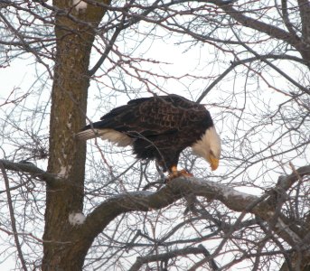 DSCN1664 c Bald Eagle with Shad(?) Kankakee Co IL 1-19-2014