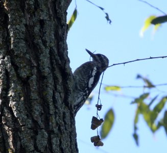 IMG 3047 c Yellow-bellied Sapsucker Willow Slough FWA IN 9-23-2015