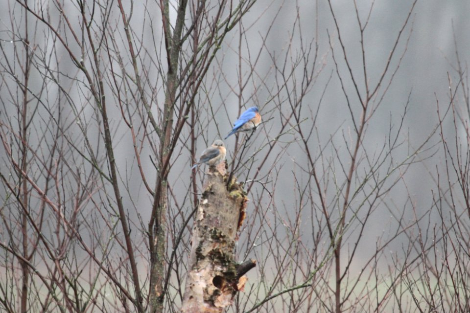 IMG 8837c Eastern Bluebird LaSalle FWA IN 4-14-2018