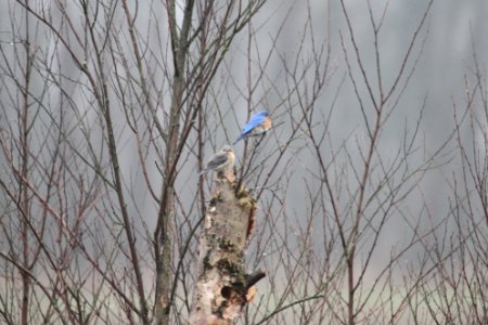 IMG 8837c Eastern Bluebird LaSalle FWA IN 4-14-2018