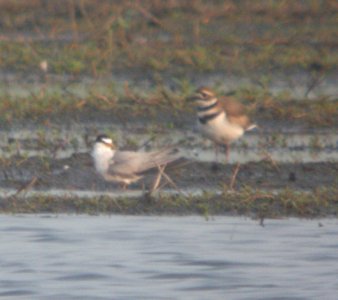 DSCN7565 c Least Tern Whispering Willows Bourbonnais IL 7-6-2015