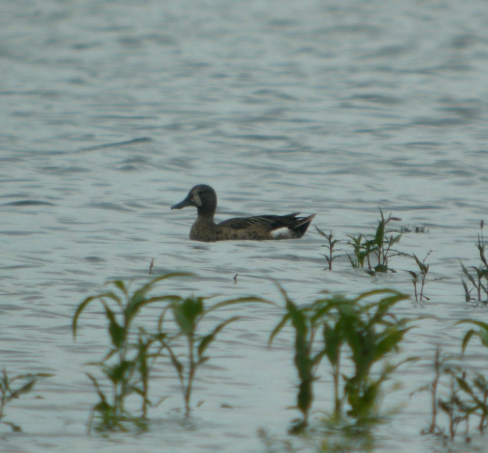 DSCN7327 c Blue-winged Teal Whispering Willows Bourbonnais IL 6-25-2015