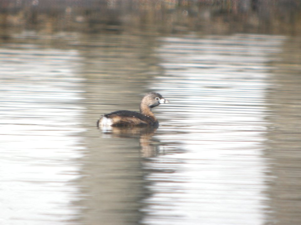 DSCN9748c Pied-billed Grebe Whispering Willows Area Kankakee Co IL 3-19-2017