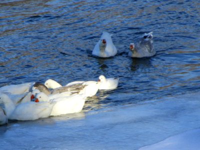 IMG 3460c Ross's Goose Wilmington Island Park IL 1-19-2018