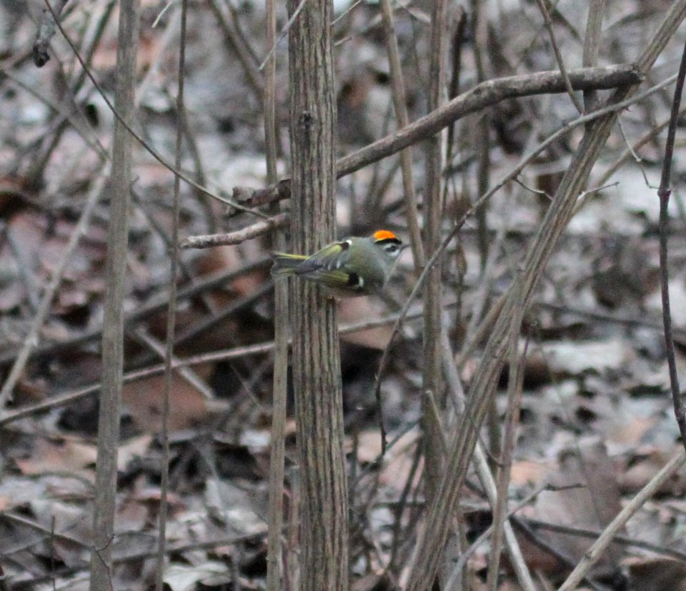 IMG 6472c Golden-crowned Kinglet Kankakee River SP IL 1-16-2016