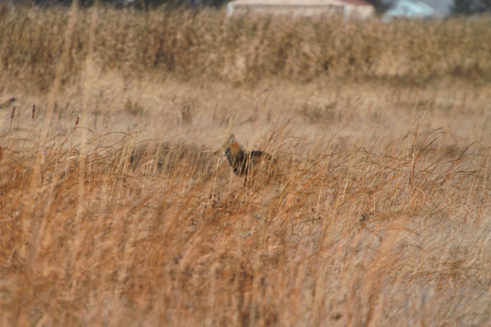 IMG 5831c Coyote Willowhaven Area Kankakee Co IL 11-25-2017