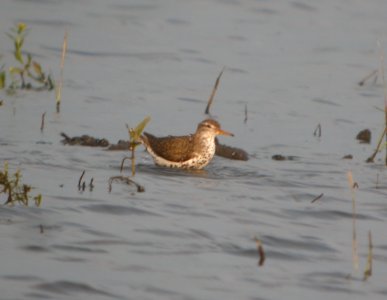 DSCN7453 c Spotted Sandpiper Whispering Willows Bourbonnais IL 7-1-2015
