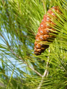 Pine needles tree