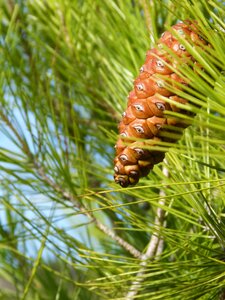 Pine needles tree photo