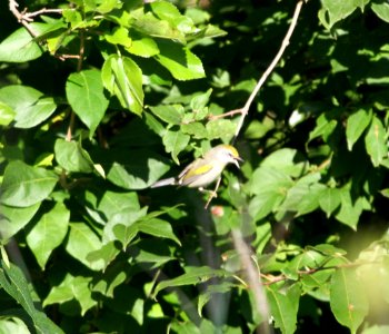 IMG 1330 c Golden-winged Warbler Perry Farm Bourbonnais IL 8-22-2015