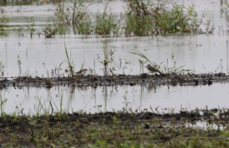 IMG 0436 c Spotted Sandpiper (imm) Whispering Willows Bourbonnais IL 7-11-2015