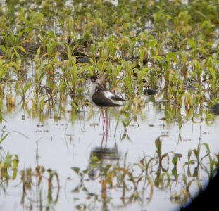 DSCN7342 c Black-necked Stilt Whispering Willows Bourbonnais IL 6-25-2015