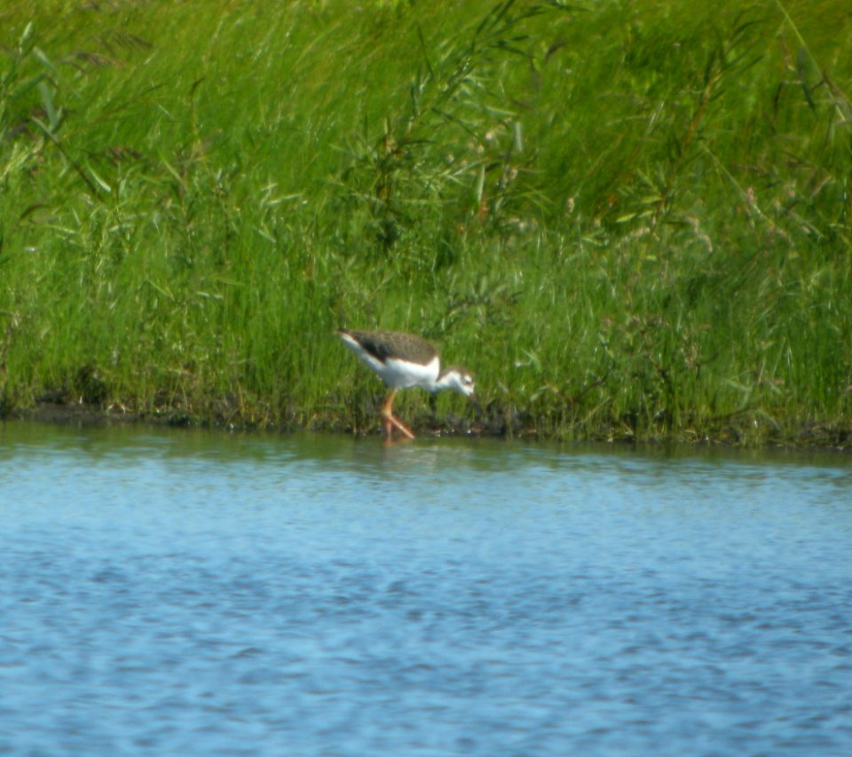 DSCN8048 c Black-necked Stilt Whispering Willows Kankakee Co IL 8-24-2015