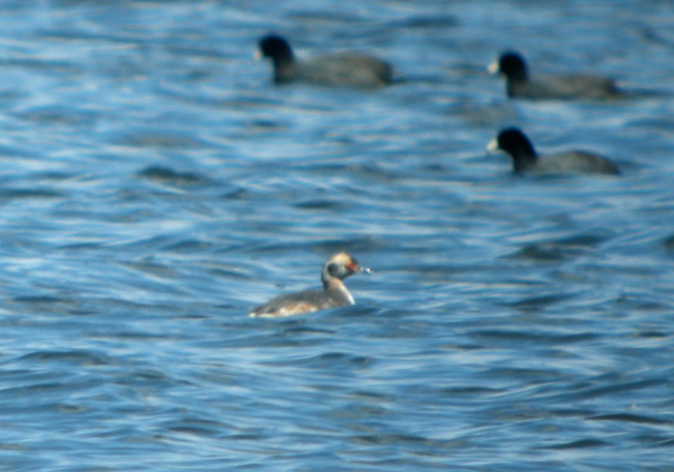 DSCN6066 c Horned Grebe Willow Slough FWA IN 3-30-2015