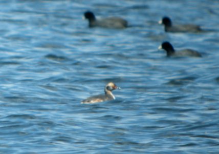 DSCN6066 c Horned Grebe Willow Slough FWA IN 3-30-2015 photo