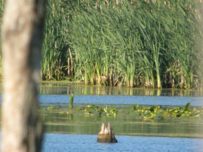 DSCN0031c Least Bittern LaSalle FWA IN 6-4-2018