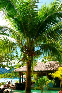 Coconut tree summer photo