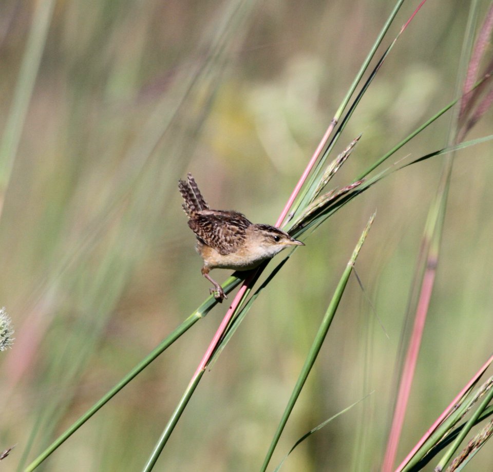 IMG 1381 c Sedge Wren Perry Farm Bourbonnais IL 8-22-2015